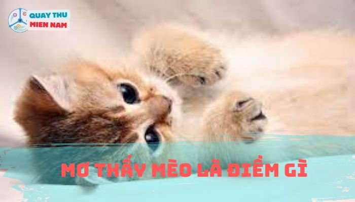 Mơ Thấy Mèo Là Điềm Gì
