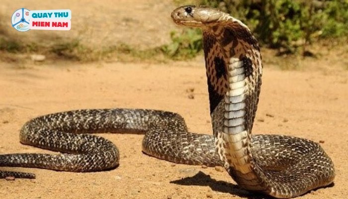 Lời Khuyên Khi Nằm Mơ Thấy Rắn Hổ Mang