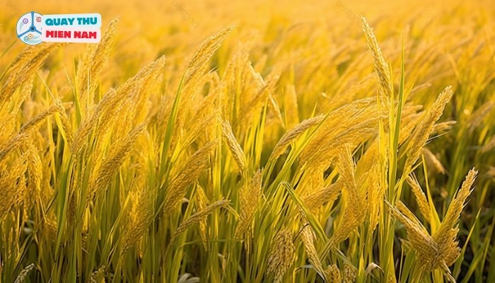 Nằm Mơ Thấy Lúa Chín Đánh Số Gì? Ý Nghĩa Và Con Số May Mắn