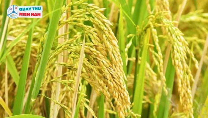 Quan Niệm Dân Gian Về Giấc Mơ Thấy Lúa Chín