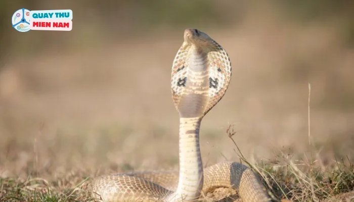 Ý Nghĩa Giấc Mơ Nhìn Thấy Rắn Hổ Mang